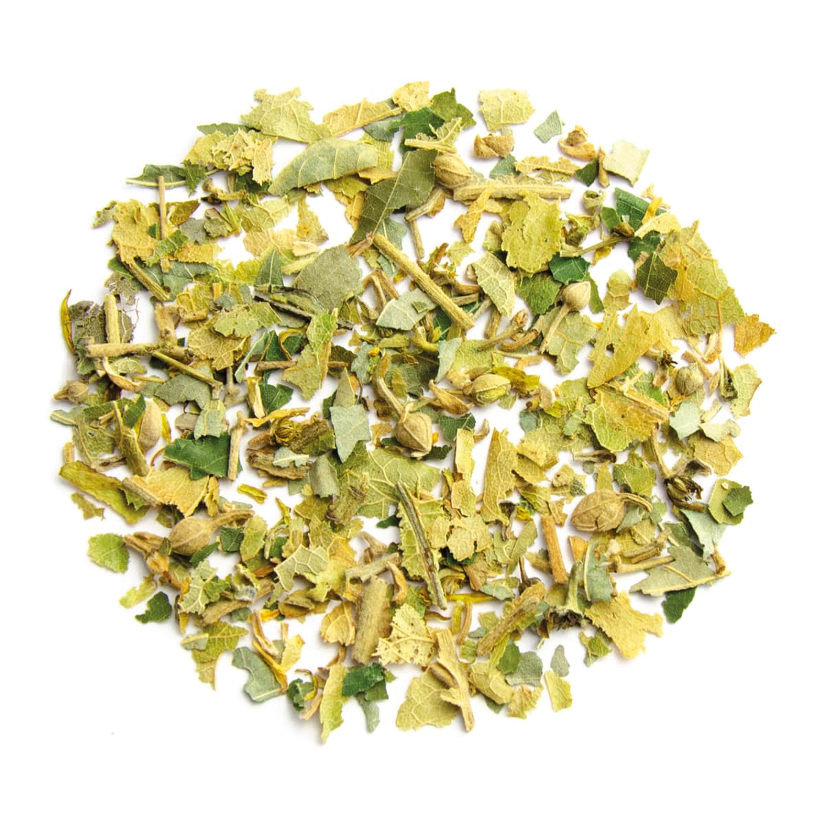 Japanese Linden – Bild 2